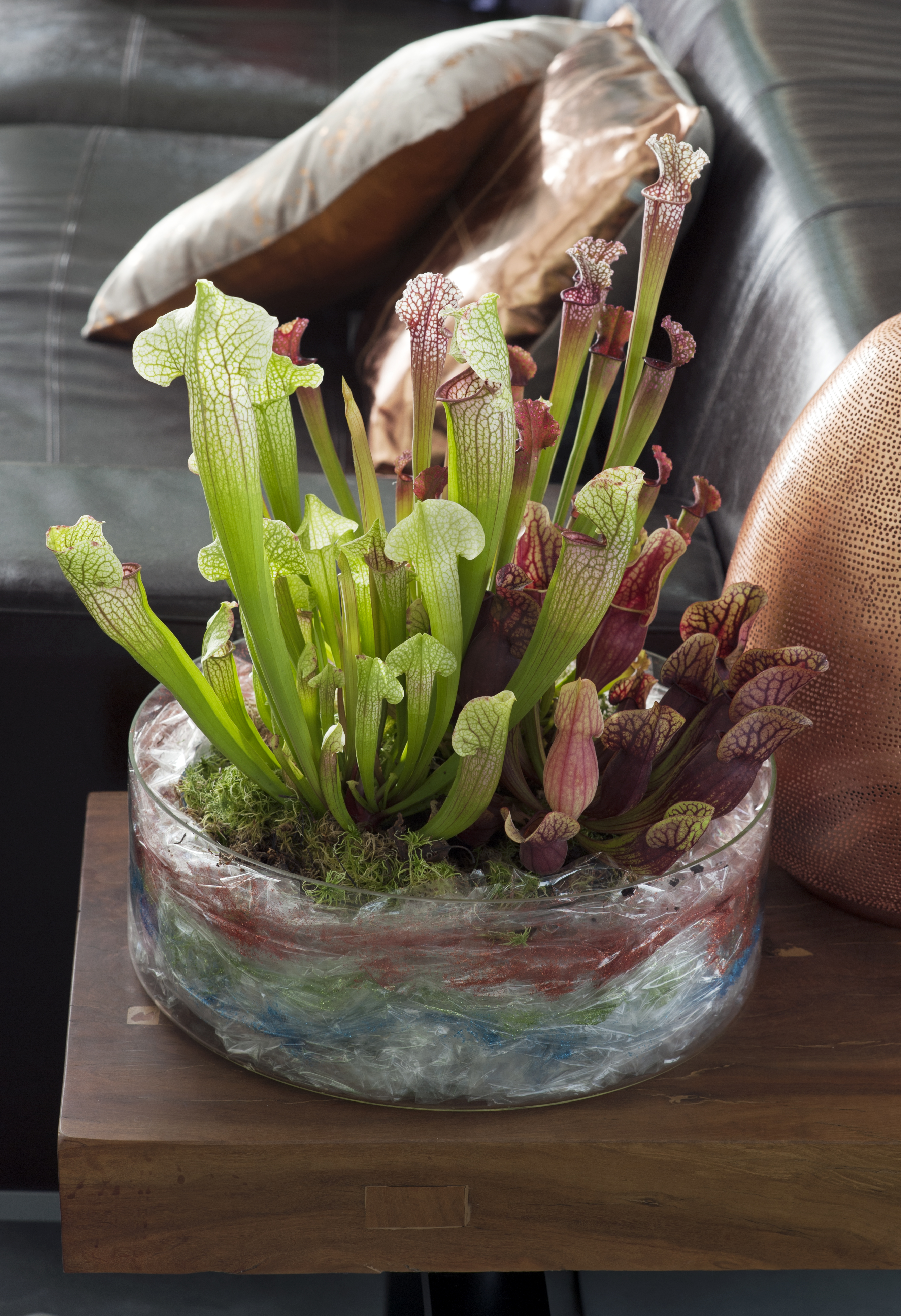 DIY tip: Carnivorous plants with sparkle  The joy of plants