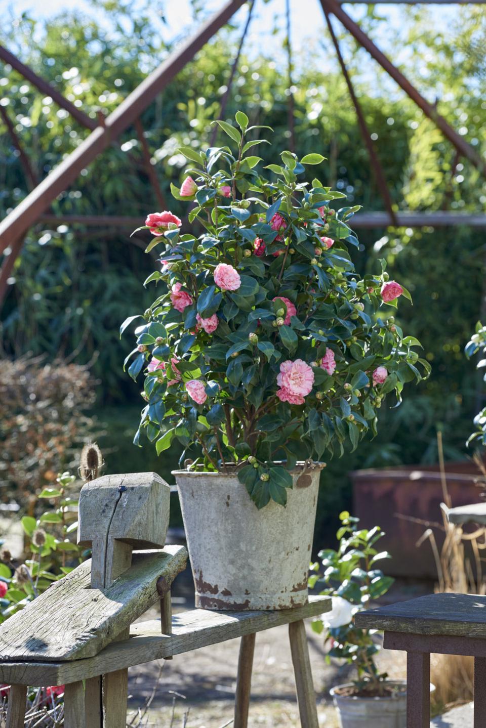 camelia | winterbloeier | tuinplant 