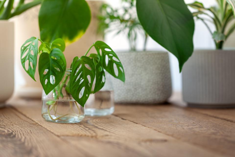 monstera stekken water