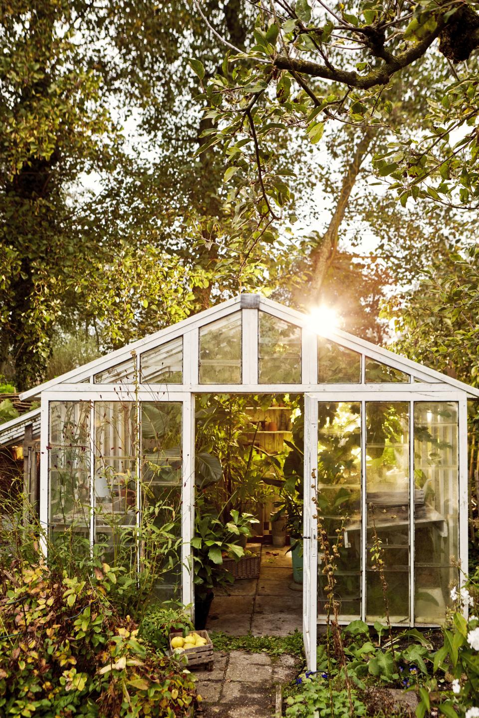 planten overwinteren kas