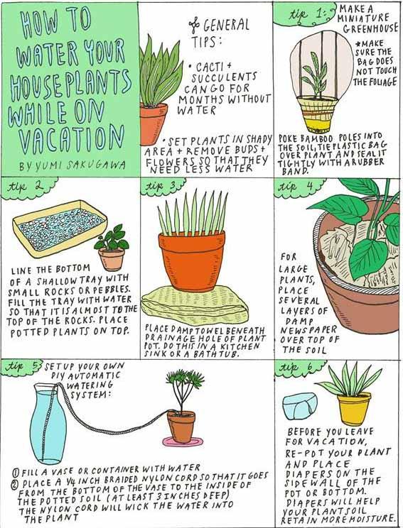 | The Joy of Plants