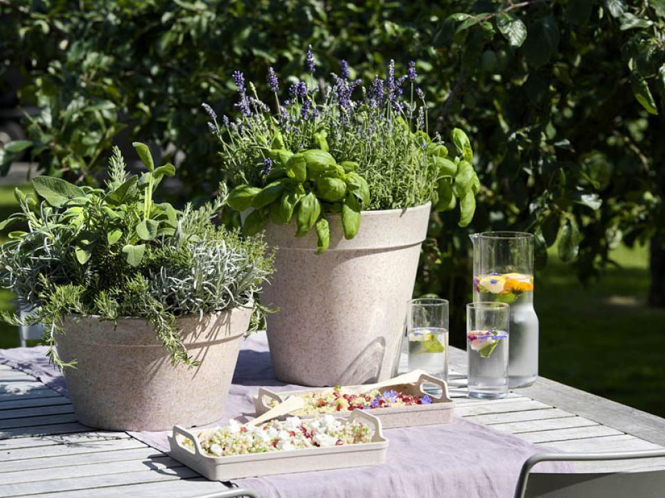 tuinkruiden bijen | companion planting rozemarijn tijm