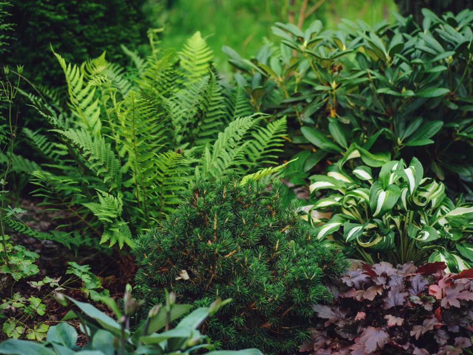 schaduwplanten | tuin schaduw tuinplanten