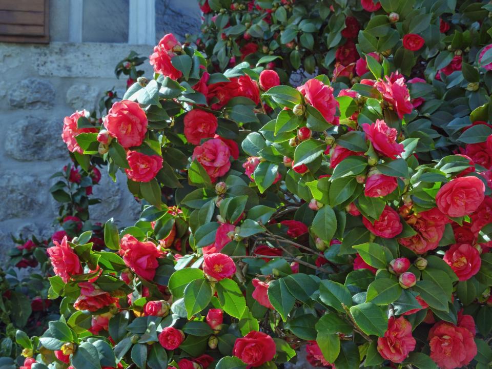 camelia winterbloeier schaduw | rode camelia 