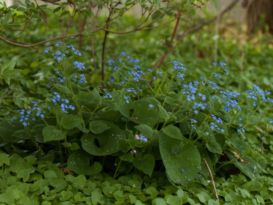 vergeet-mij-nietje tuinplant schaduw | schaduwplant