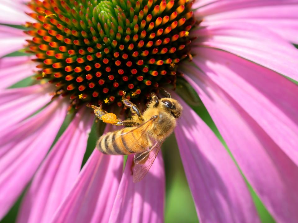 zonnehoed biodiversiteit | echinacea bij