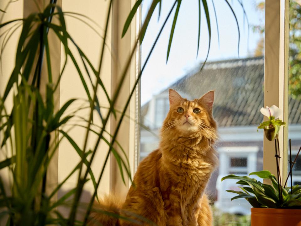 katten en kamerplanten | geschikt of niet