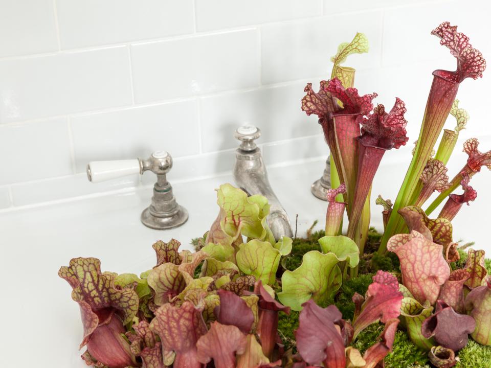 How to Grow Flowers and Other Plants in Your Bathroom