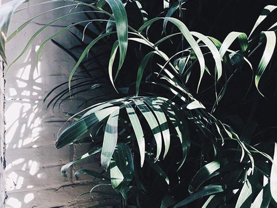 Our 5 favourite botanical Instagrammers in June | The Joy of Plants