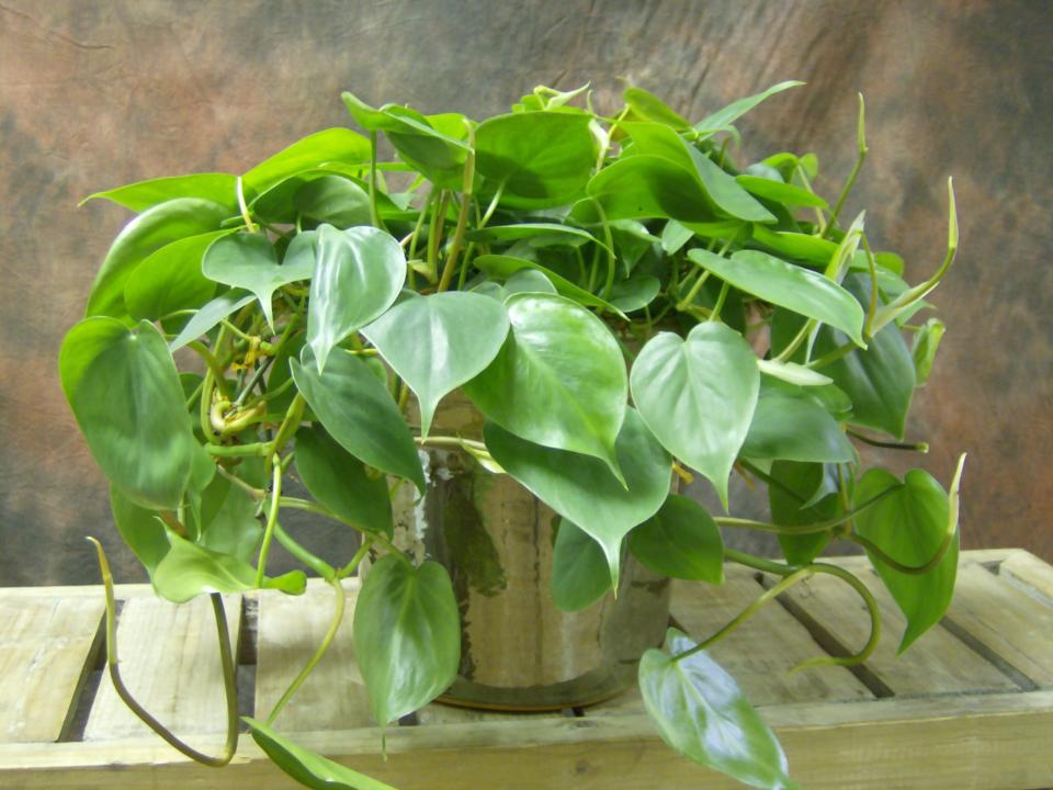 indoor climbing plants