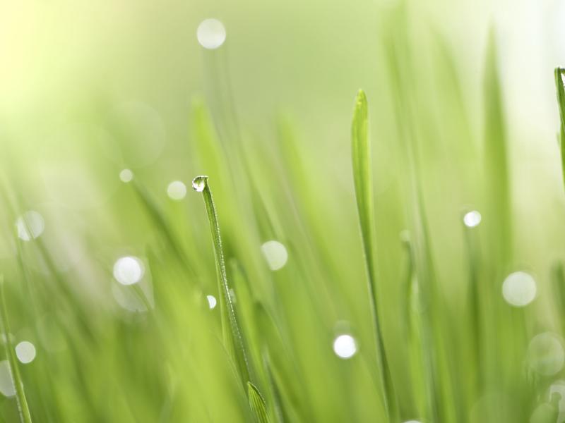 Cat grass | The joy of plants