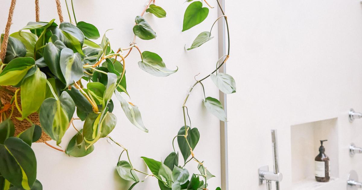 do pothos climb or hang