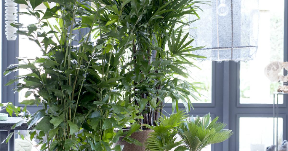 Specialty palms are the Houseplants for February | The Joy of Plants