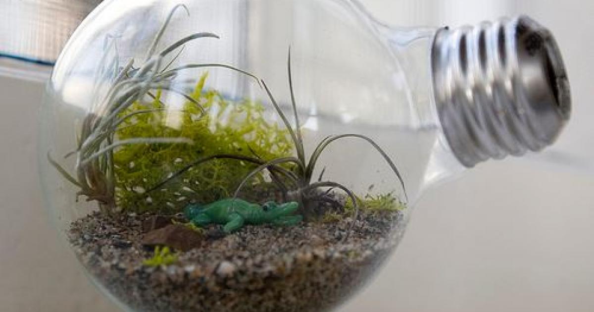 Light bulb store terrarium diy