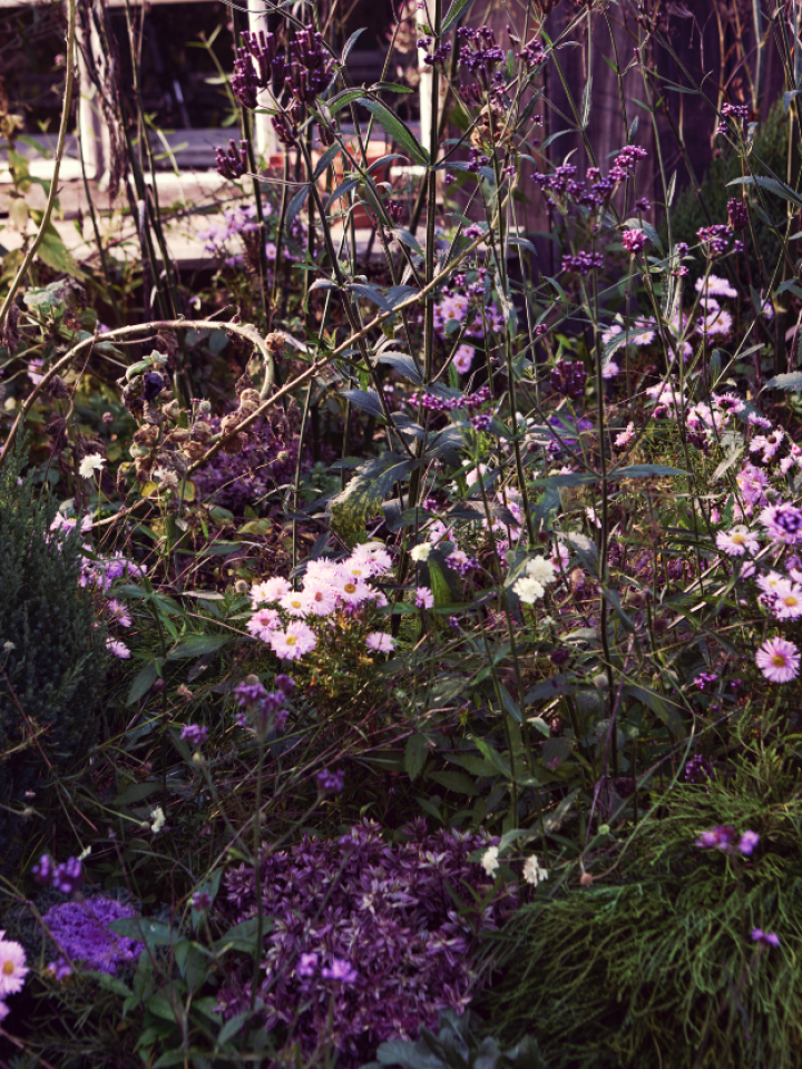 aster | juniperus | dwergconifeer | hebe | paarse tuinplanten herfst