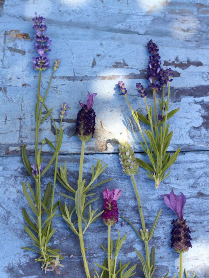 soorten lavendel | Spaanse lavendel | Engelse lavendel | Franse lavendel