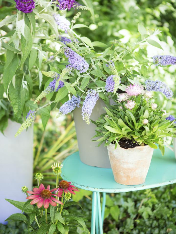 vlinderstruik echinacea zonnehoed