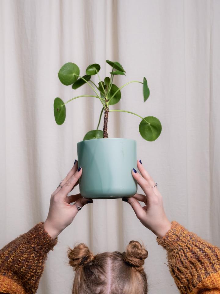 pannenkoekplant | pilea | verzorging, soorten, symboliek