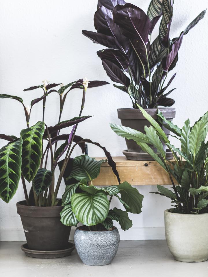 calathea verschillende soorten en vormen