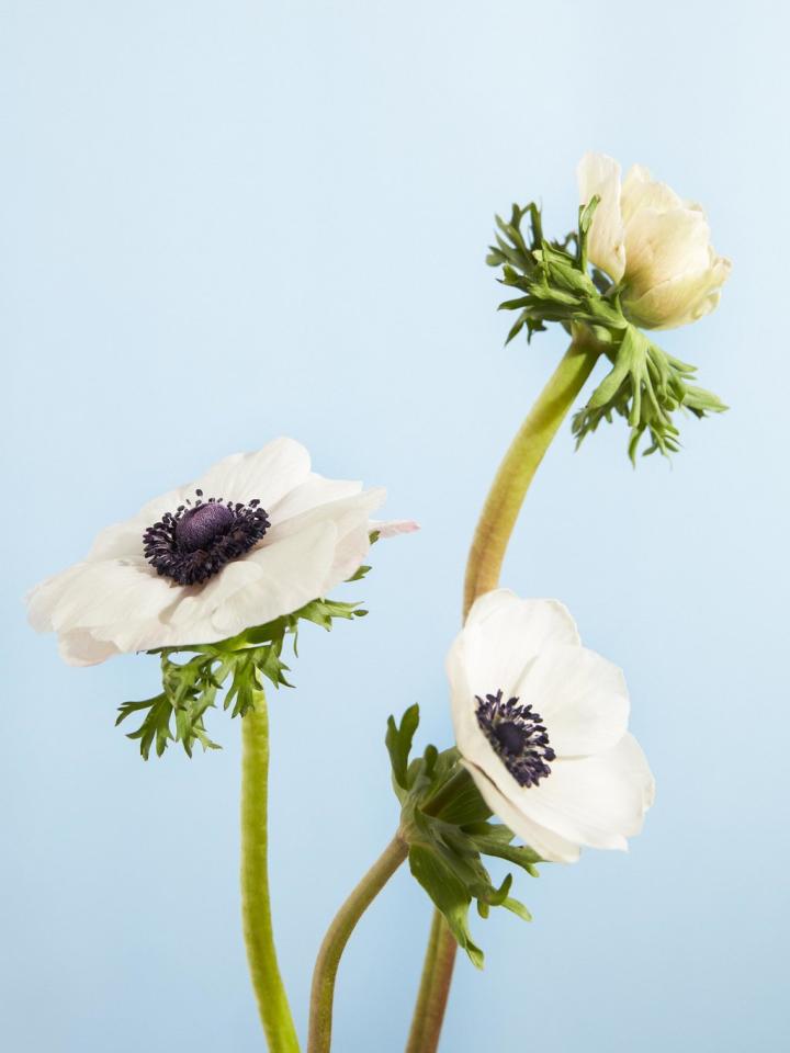 anemoon snijbloem | witte anemoon zwart hart