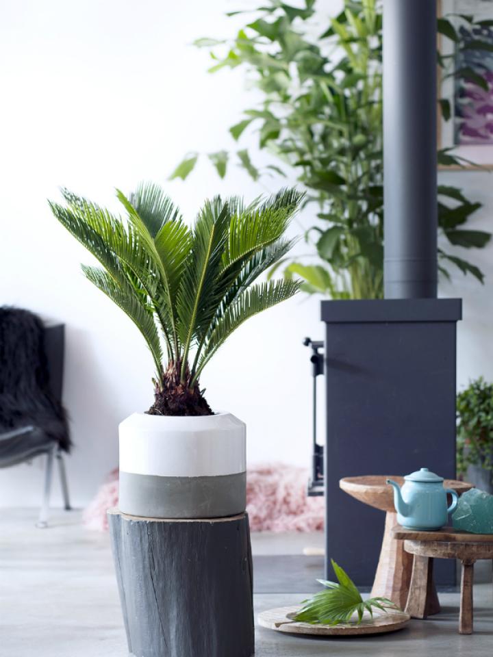 cycas | sterke kamerplant makkelijk verzorgen