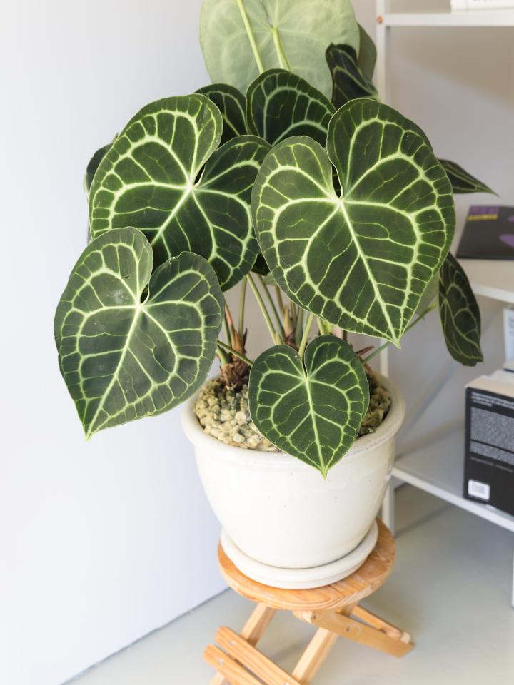 anthurium clarinervum op hydrokorrels