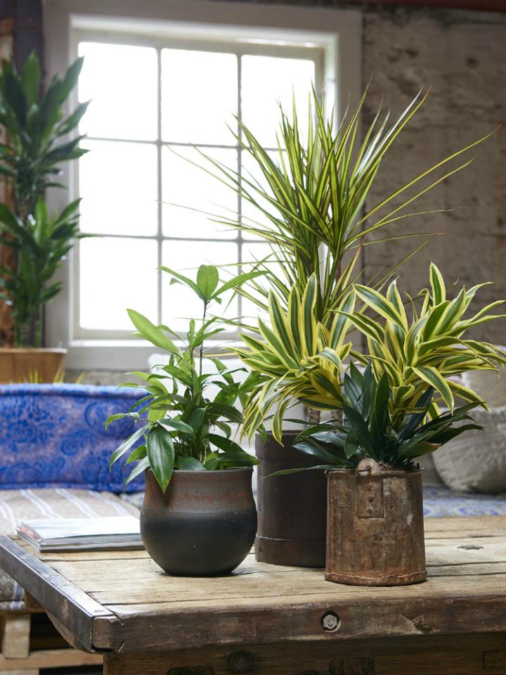 dracaena makkelijke kamerplant