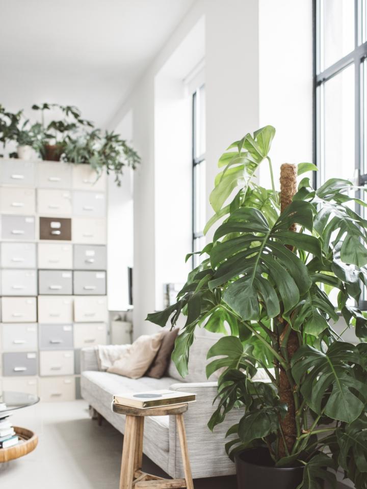 monstera | gatenplant | makkelijke kamerplant