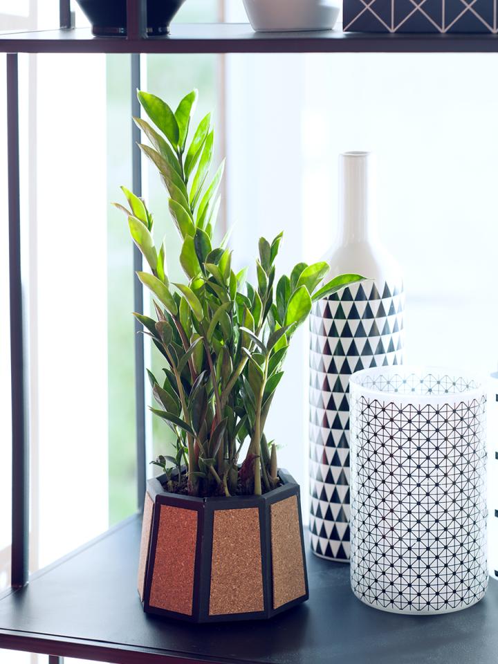 zamioculcas | ZZ-plant | sterke kamerplant