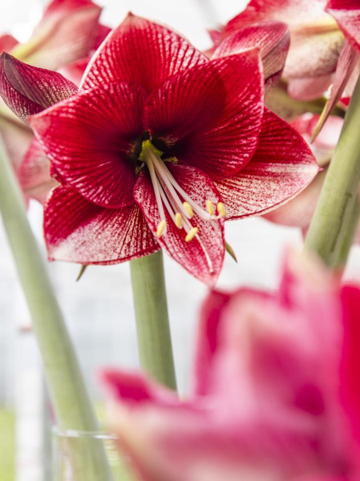 amaryllis kerstplant | kerstcadeau 