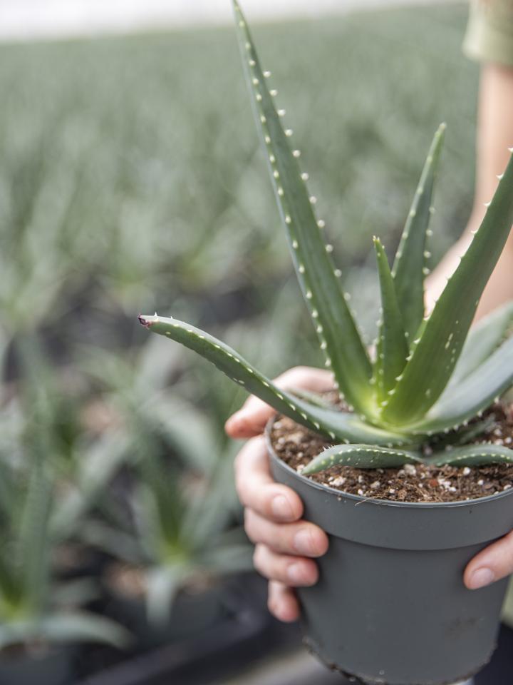 aloe vera plant