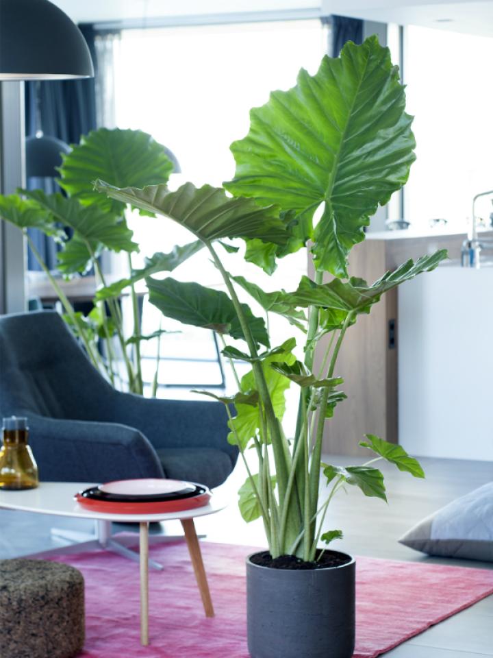 alocasia plant kerstcadeau