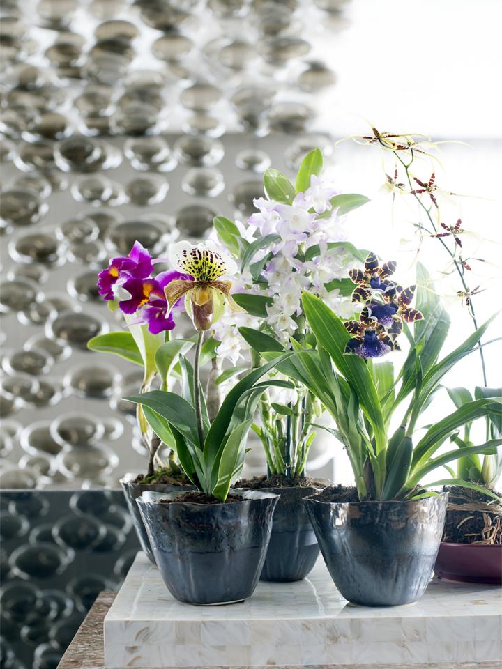 orchidee | orchideeen | verschillende soorten orchidee