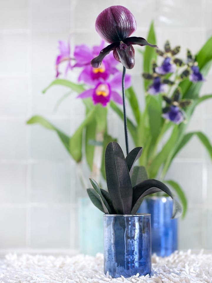 orchidee opnieuw laten bloeien