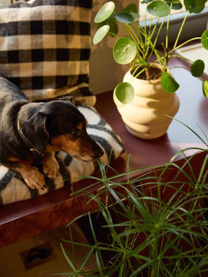 hond en kamerplanten