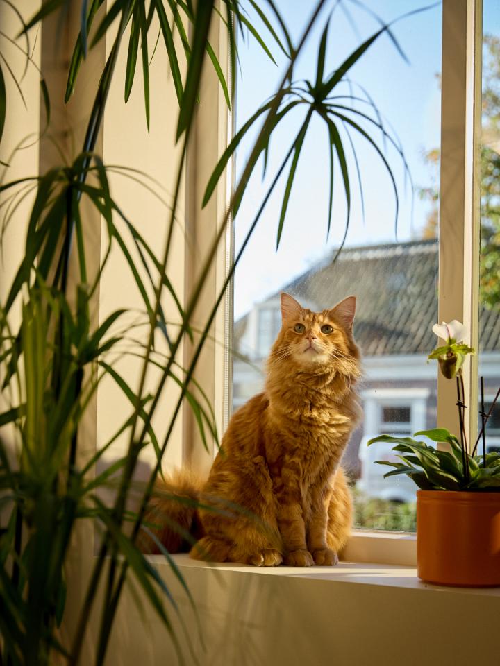 katten en kamerplanten | geschikt of niet