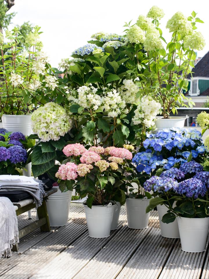 hortensia tuinplant snoeien