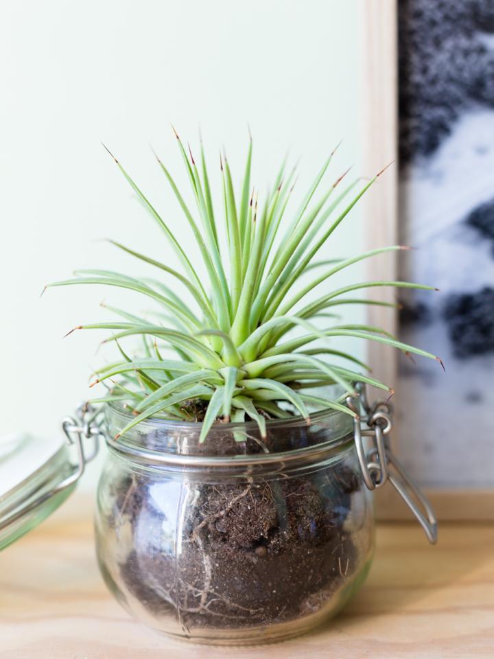 agave in pot | vetplant