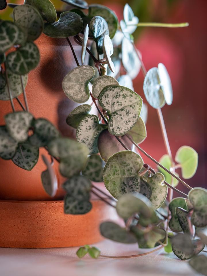 ceropegia woodii | hangplant | string of hearts