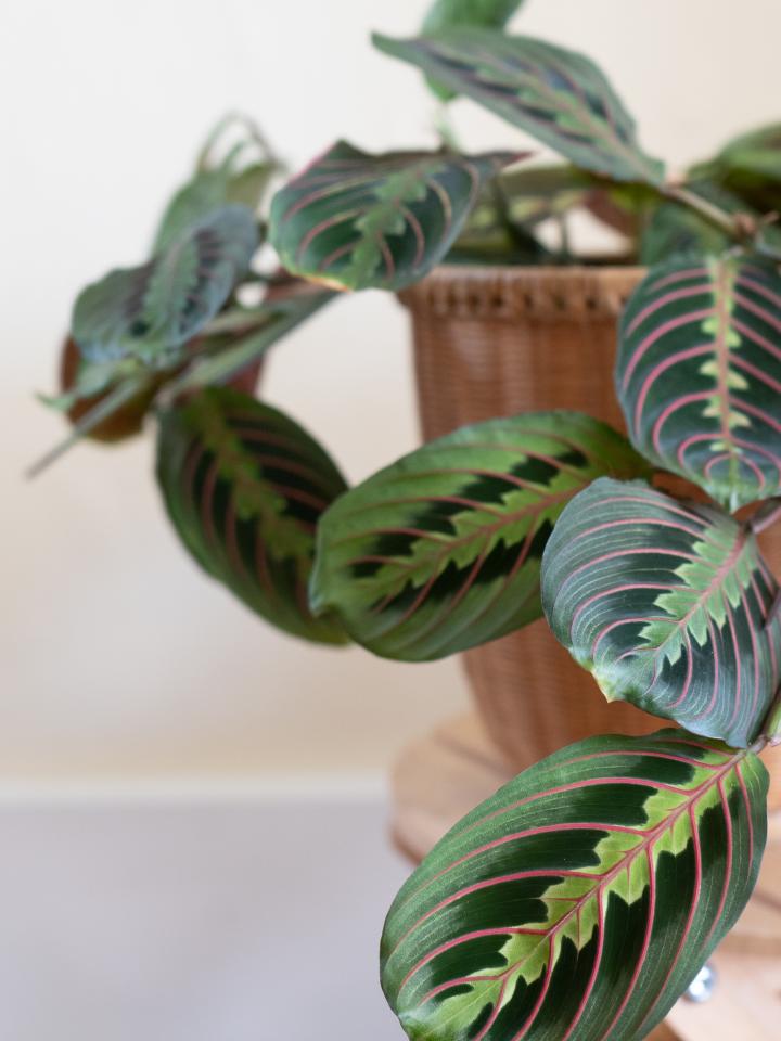 maranta prayerplant gebedsplant kamerplant