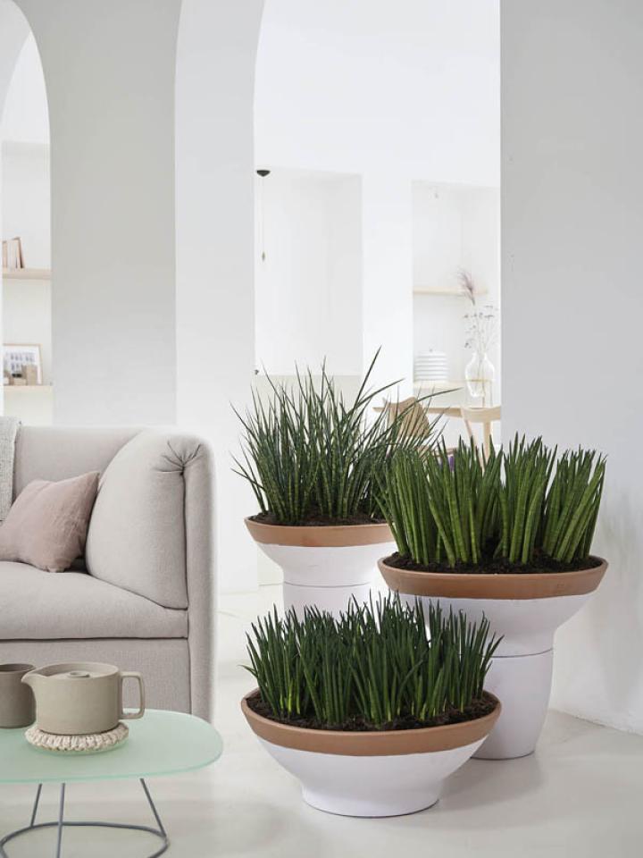 sansevieria in grote pot huiskamer