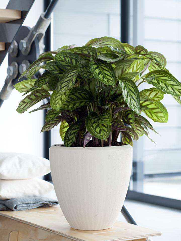 calathea plant badkamer