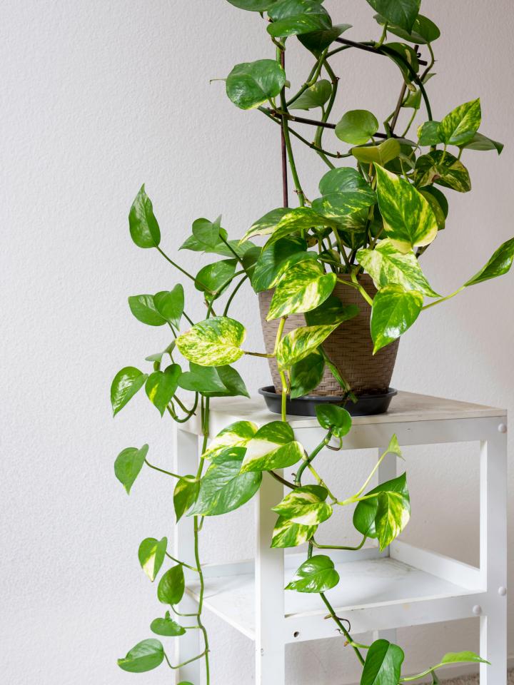 slaapkamer plant epipremnum aureum