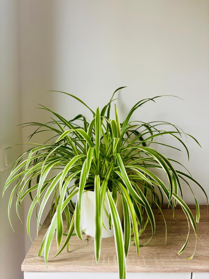 graslelie | spider plant | plant badkamer