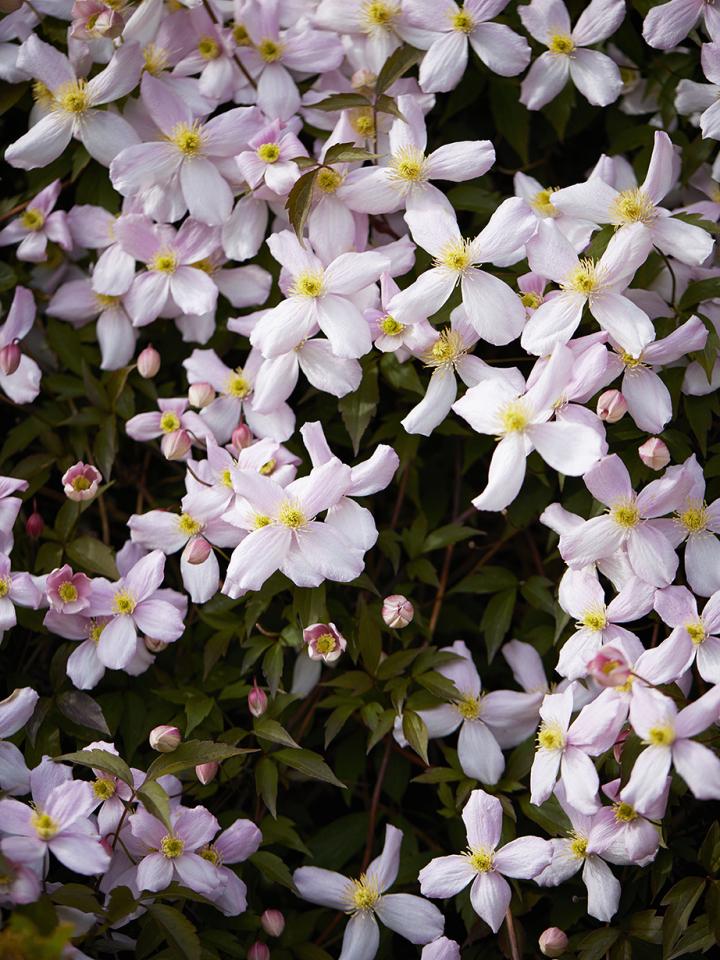 Die Clematis ist Gartenpflanze des Monats April - Pflanzenfreude.de