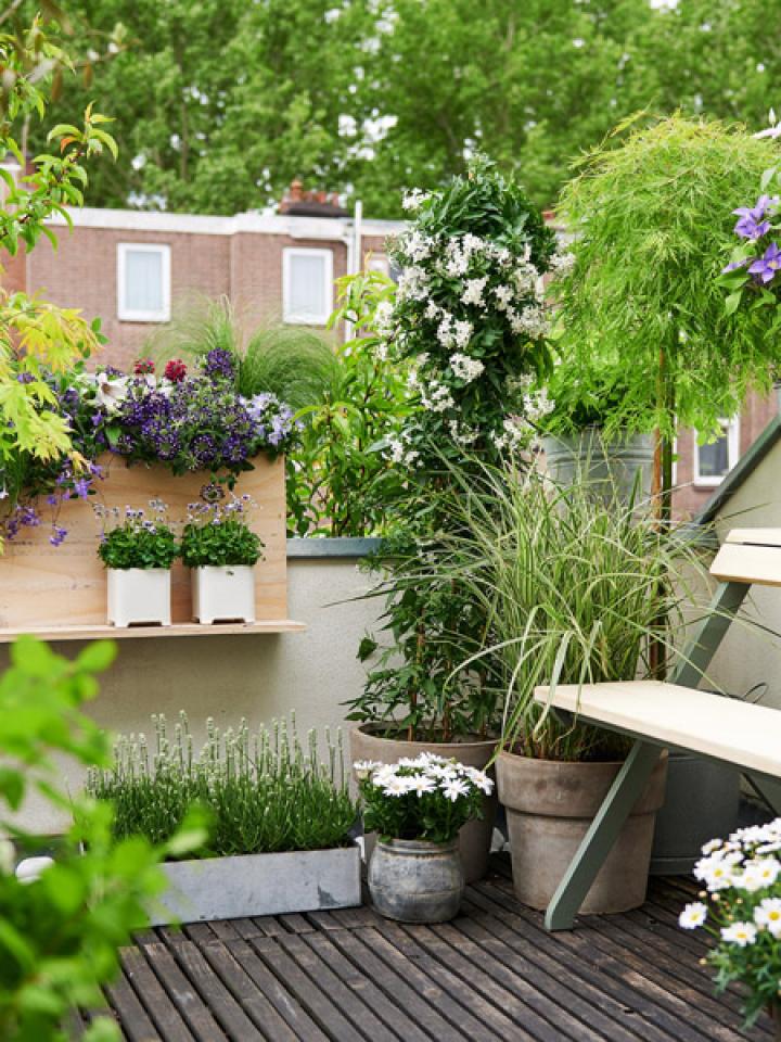 Transform patio or balcony with plants | Joy of Plants