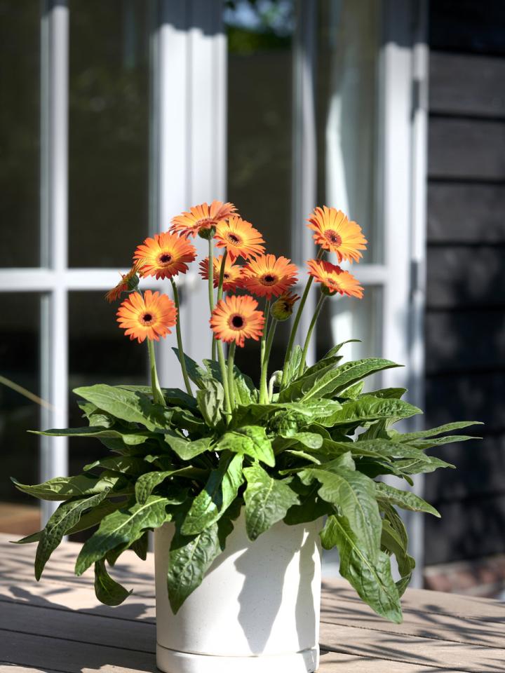 Gerbera on sale Plant