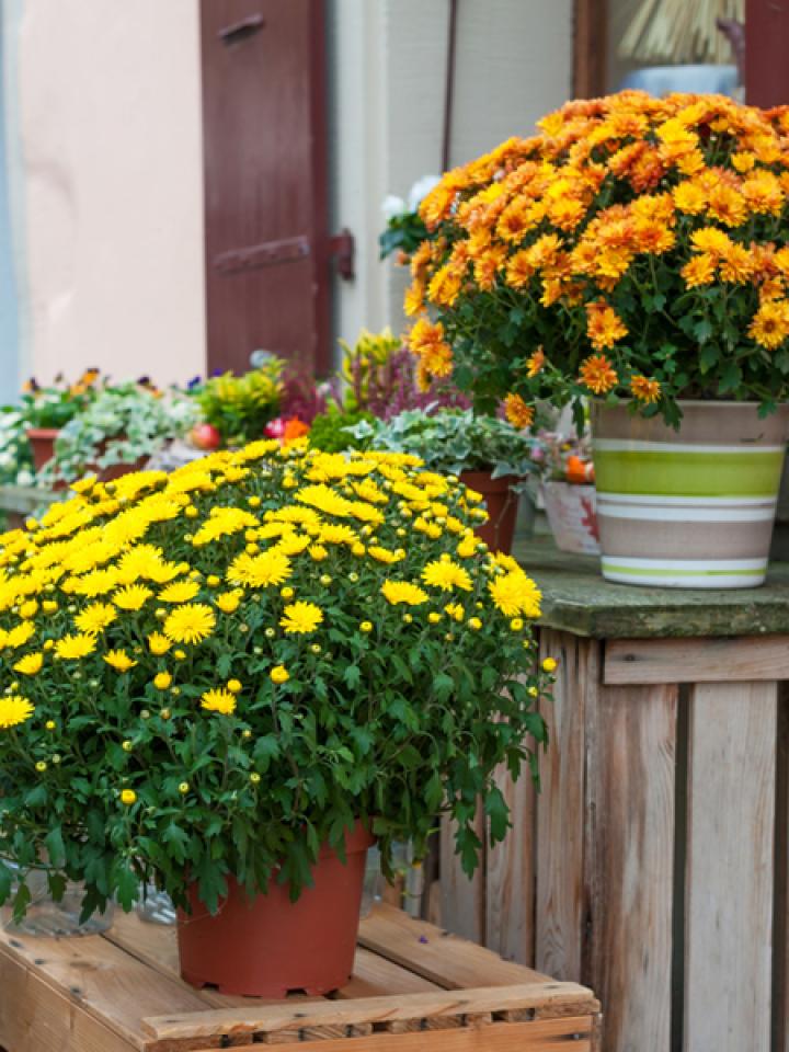 Verzamelen Hertog Beperken Your Potted Chrysanthemum in- & outdoors | The Joy of Plants