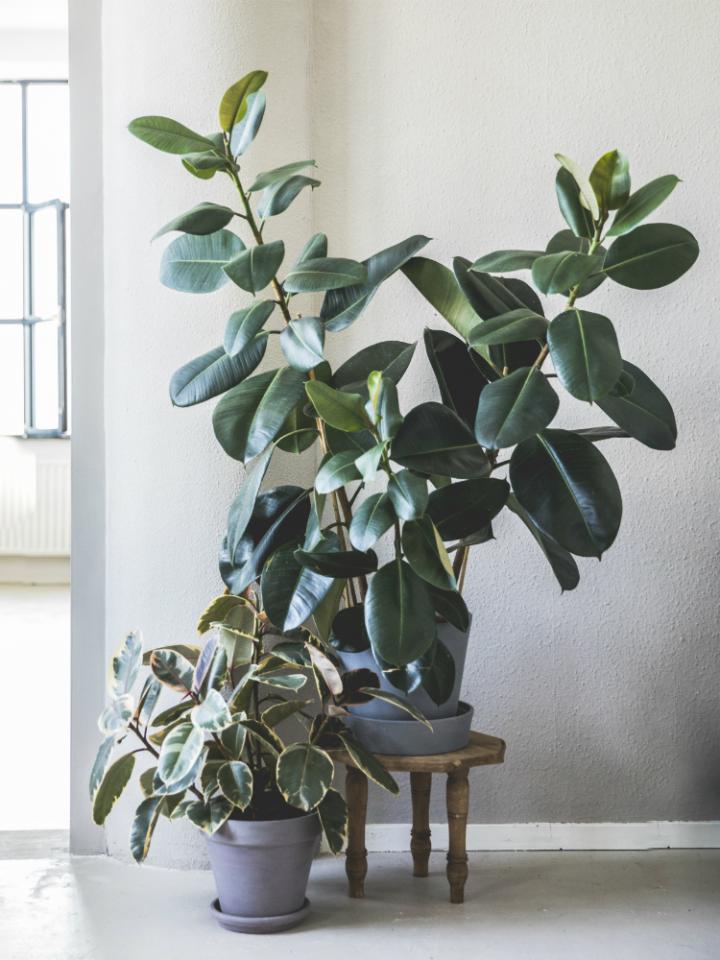 Rubber plant / Indoor Plant