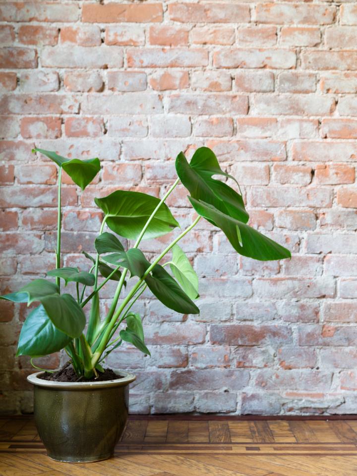 HOW TO KEEP YOUR PLANTS HAPPY AND HEALTHY | The Joy of Plants